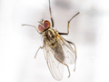 Hylemya vagans